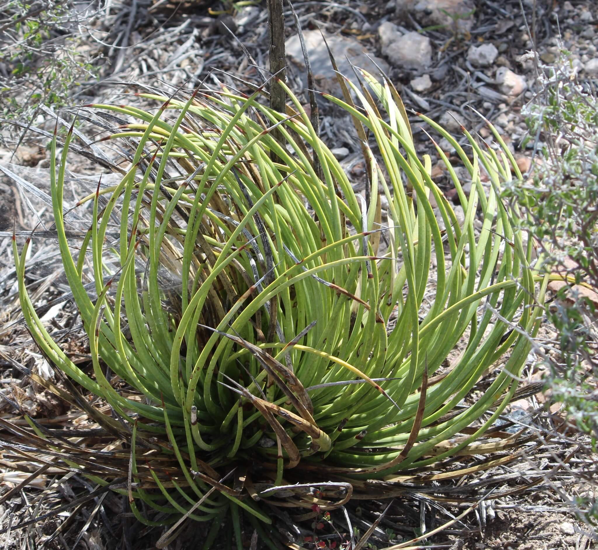 Agave striata